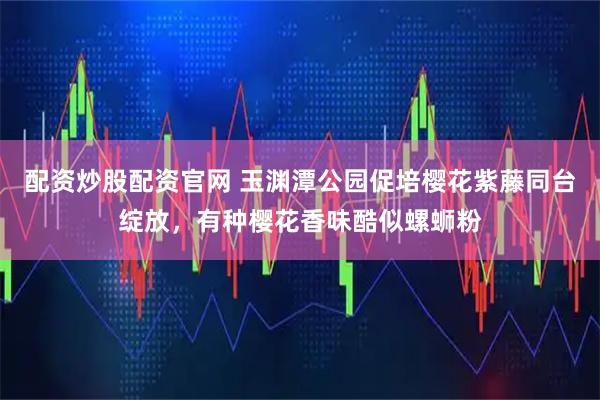 配资炒股配资官网 玉渊潭公园促培樱花紫藤同台绽放，有种樱花香味酷似螺蛳粉