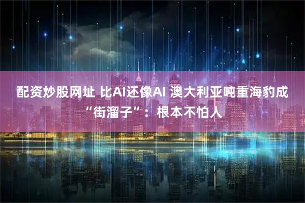 配资炒股网址 比AI还像AI 澳大利亚吨重海豹成“街溜子”：根本不怕人